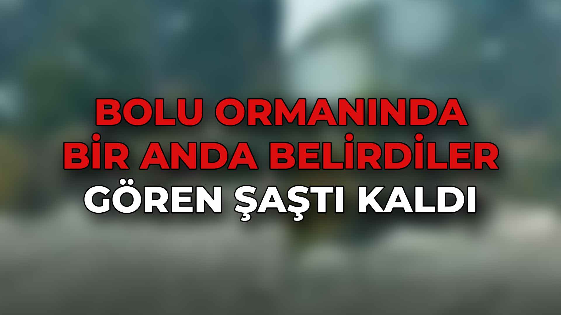 Bolu Ormanında Bir Anda Belirdiler44