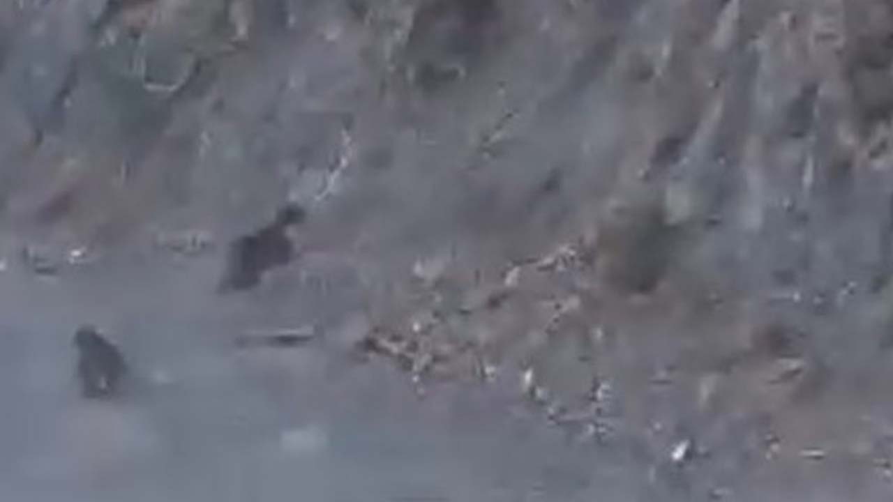 Bolu Ormanında Tüyler Ürperten Anlar Araçla Burun Buruna Geldiler!