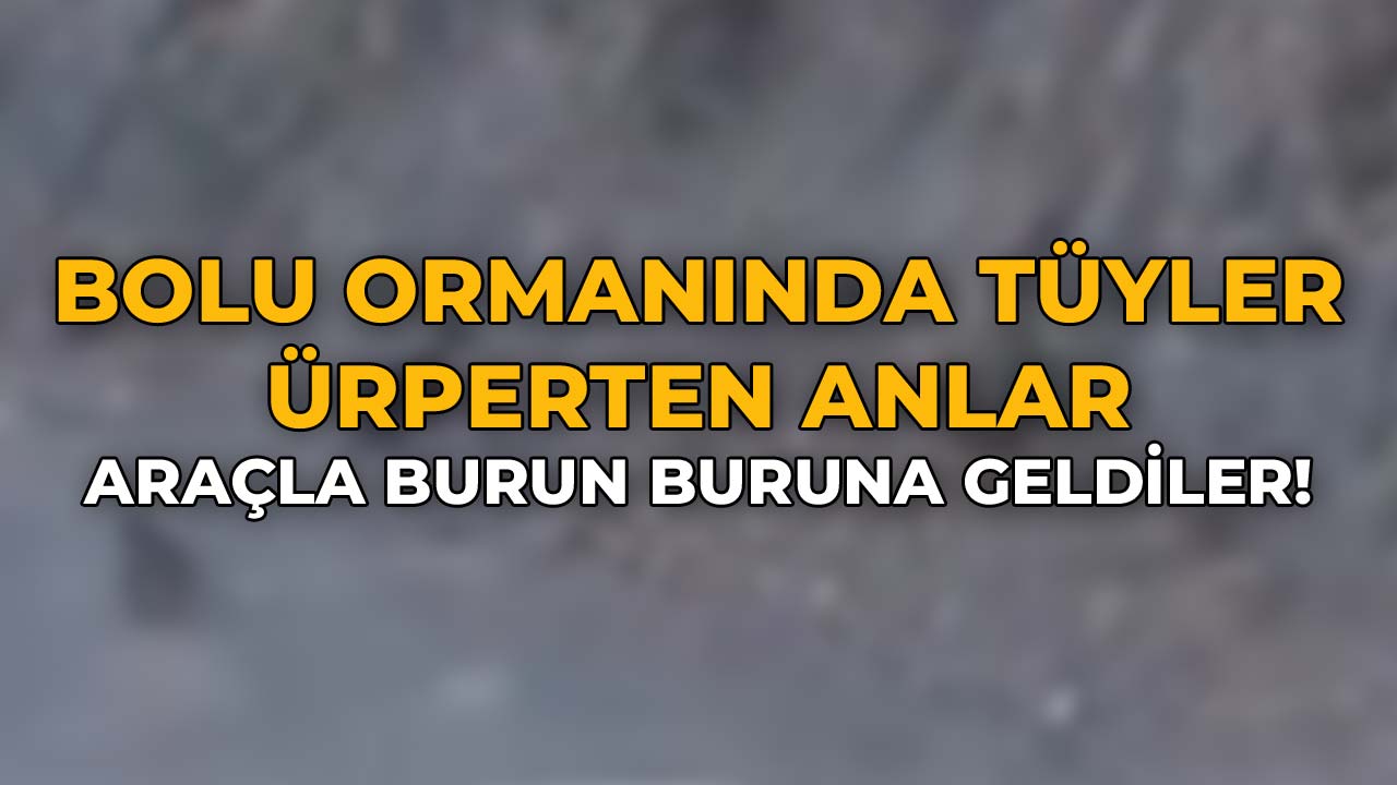 Bolu Ormanında Tüyler Ürperten Anlar