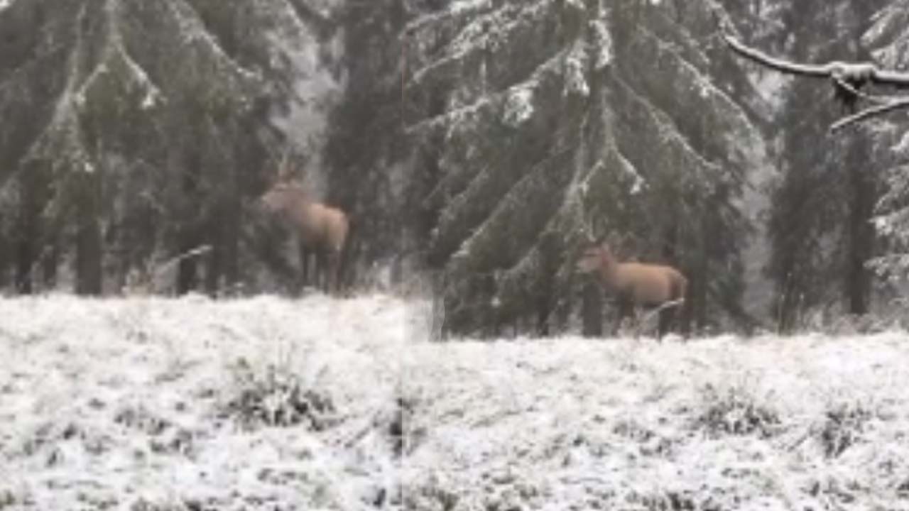 Bolu Ormanlarında Karşısına Öyle Bir Şey Çıktı Ki...