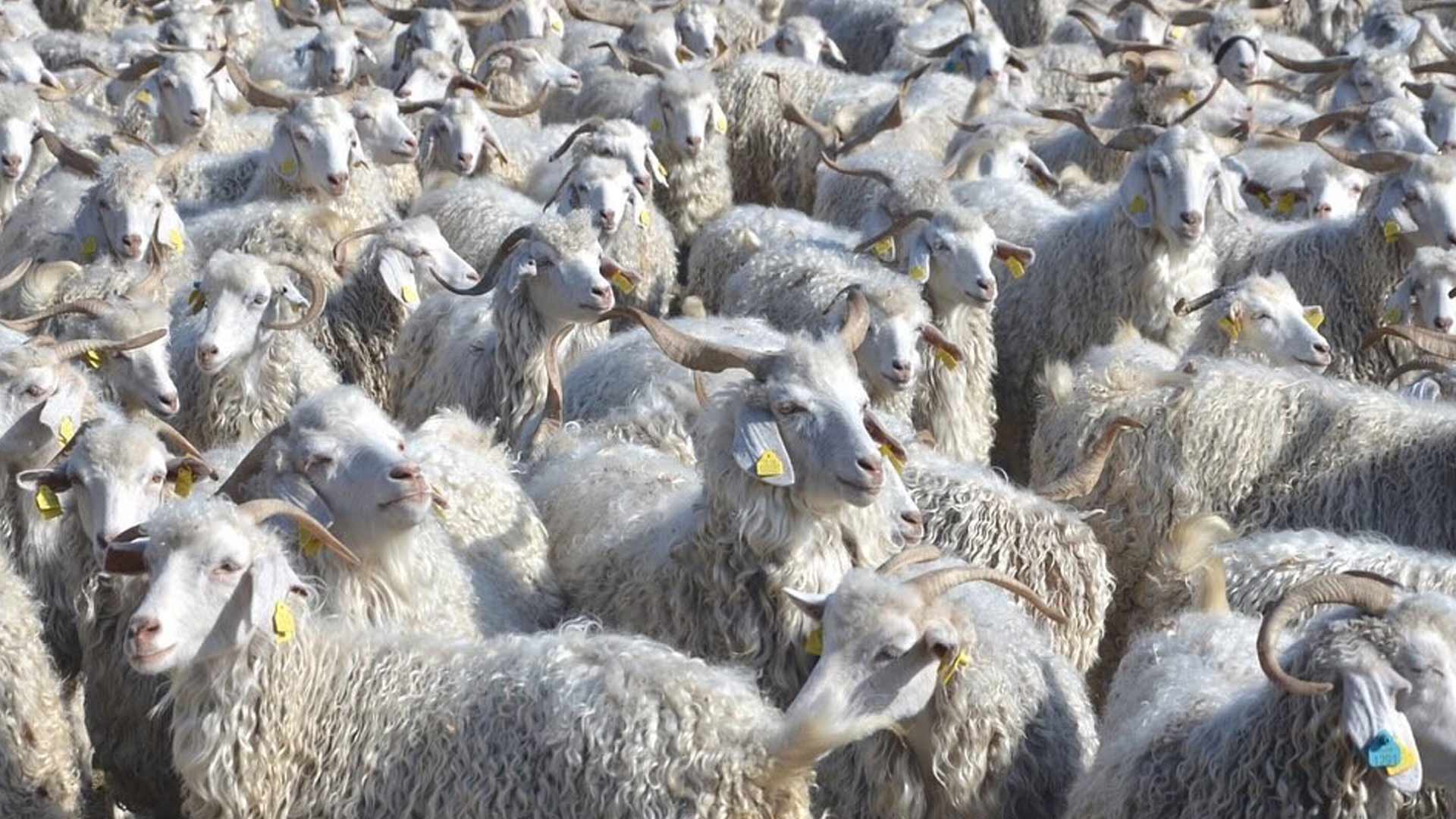 Bolu'da 3 Milyon Lira Dağıtılacak! 5789