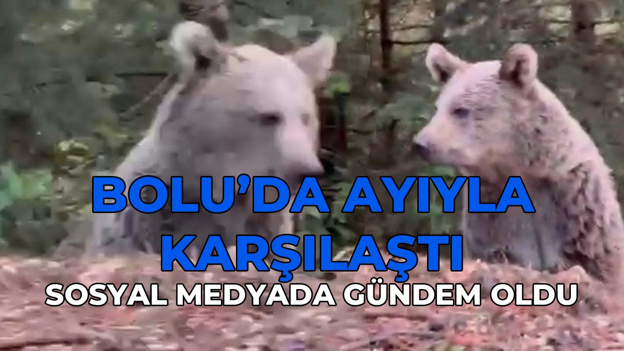 Bolu'da Ayıyla Karşılaştı, Tepkisi Sosyal Medyada Gündem Oldu