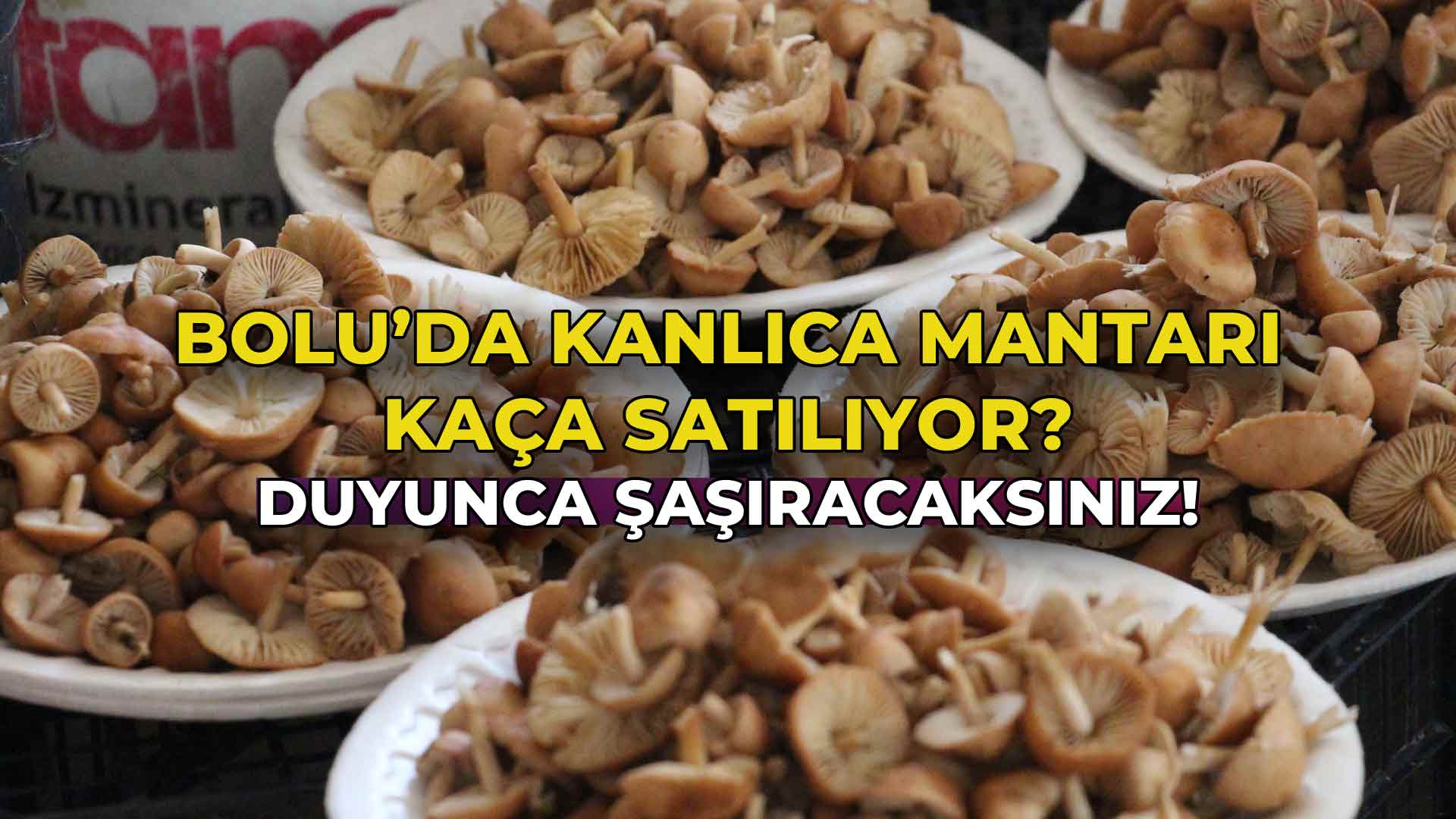 Bolu’da Kanlıca Mantarı Kaça Satılıyor