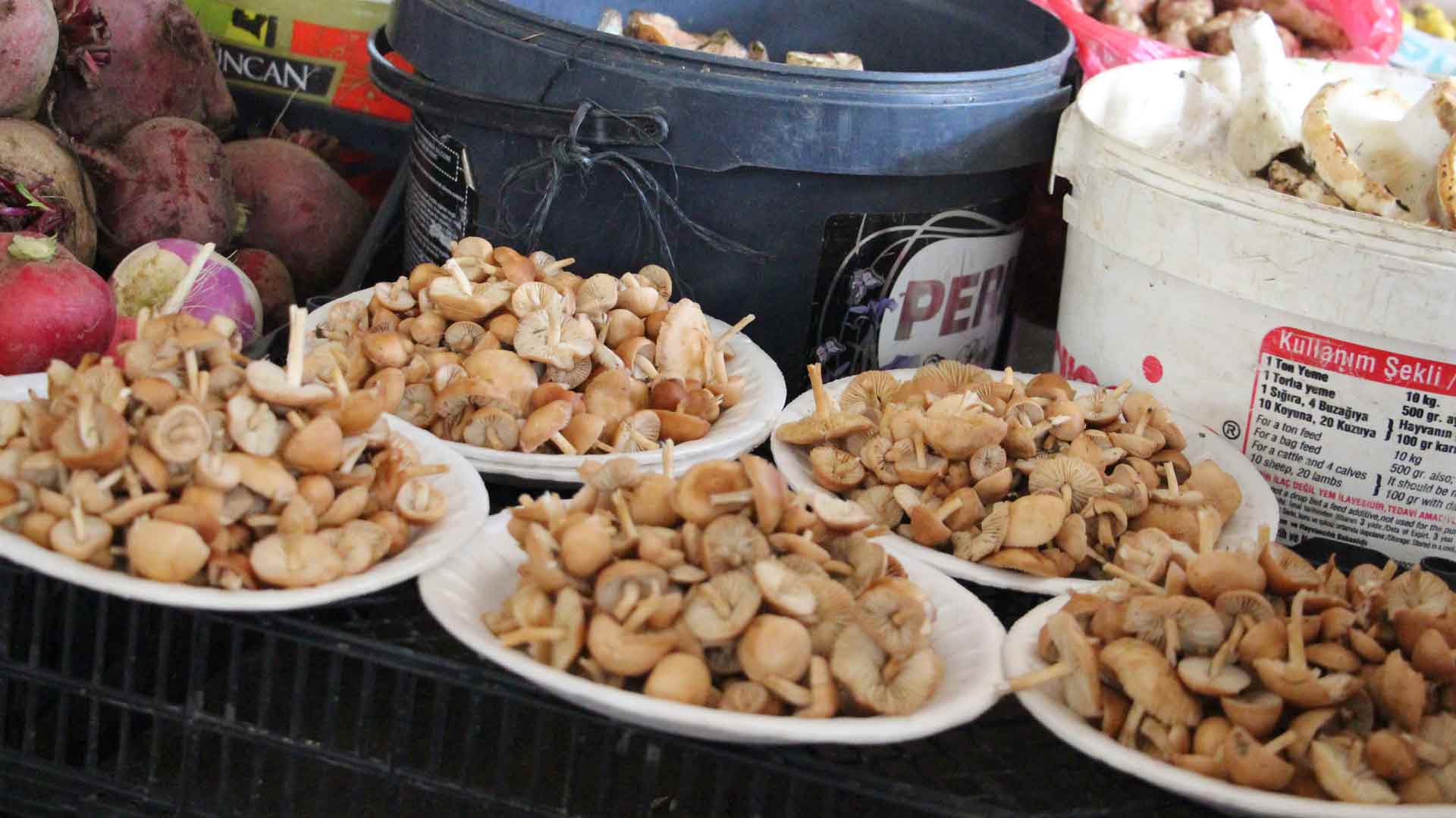 Bolu’da Kanlıca Mantarı Kaça Satılıyor88