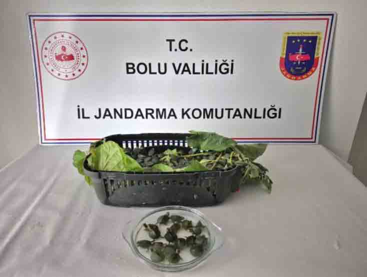 Bolu’da Yolcu Otobüsünden Çıkanlar Vicd77