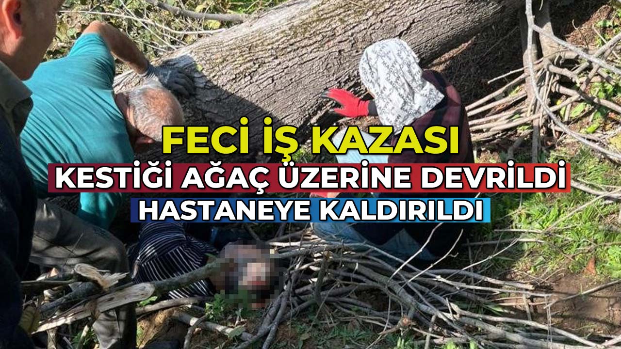 Feci İş Kazası Kestiği Ağaç Üzerine Devrildi