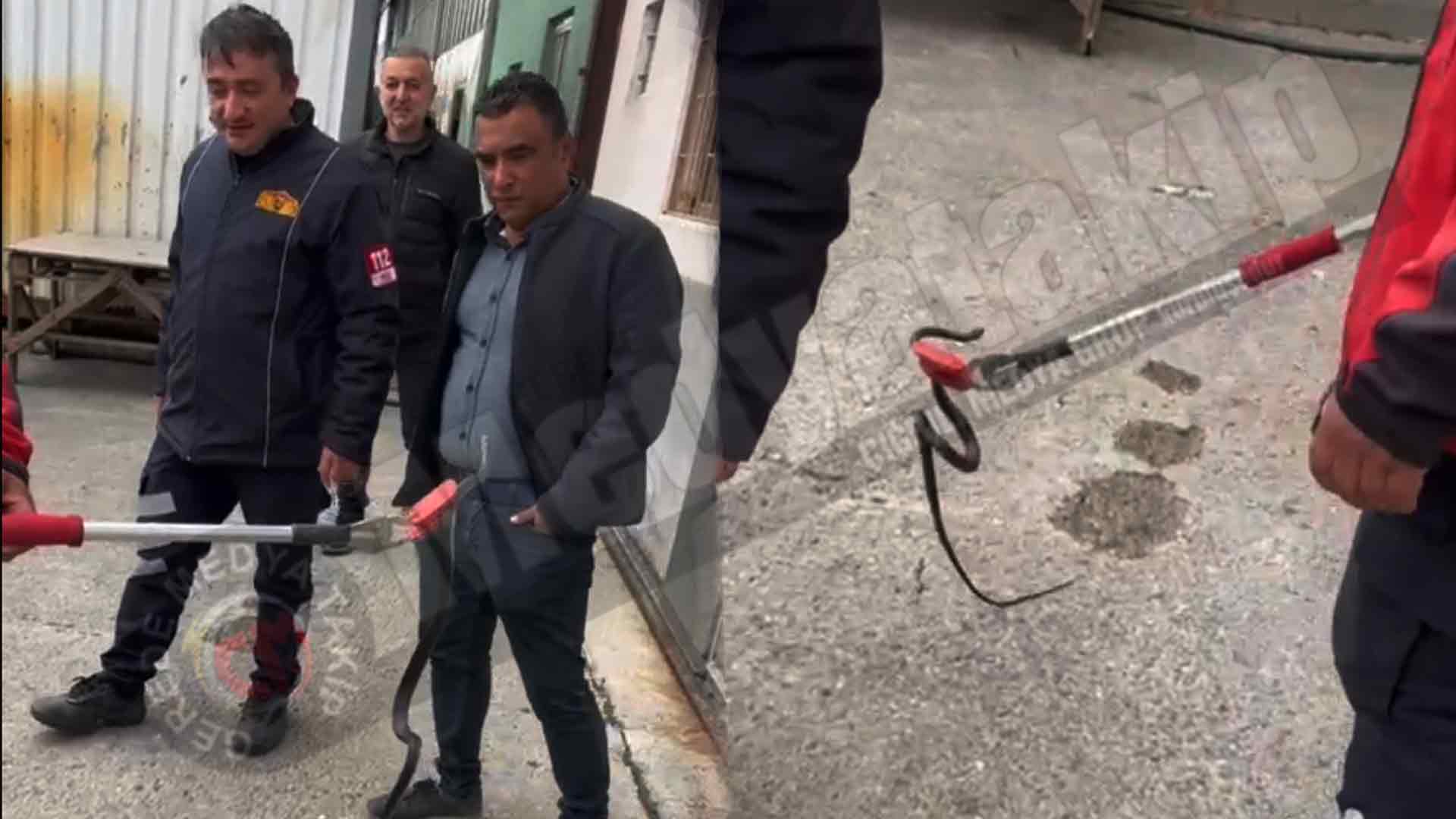 Gerede Tabakhanesinde Yılan 23