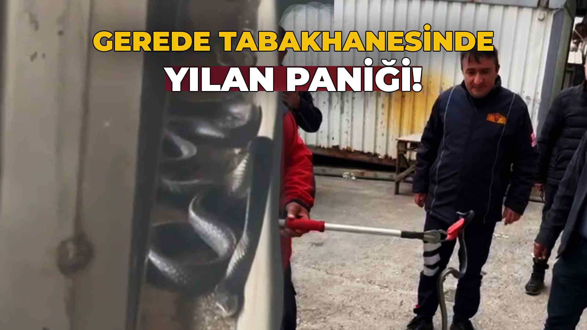 Gerede Tabakhanesinde Yılan Paniği