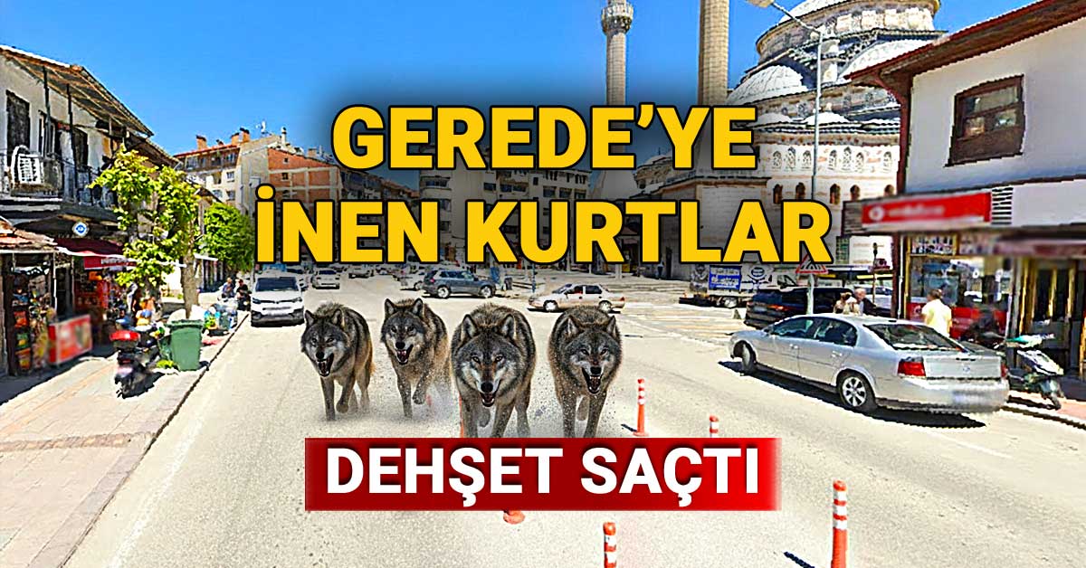 Gerede'ye inen kurtlar