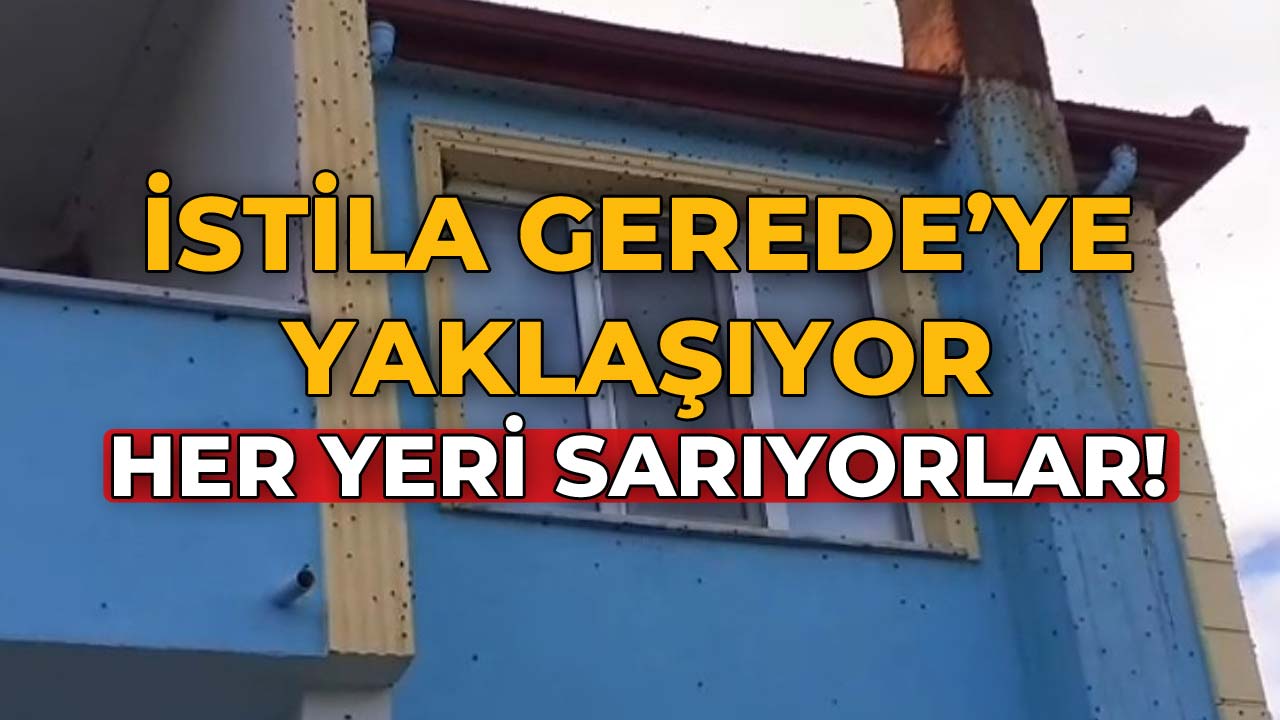 İstila Gerede’ye Yaklaşıyor Her Yeri Sarıyorlar!