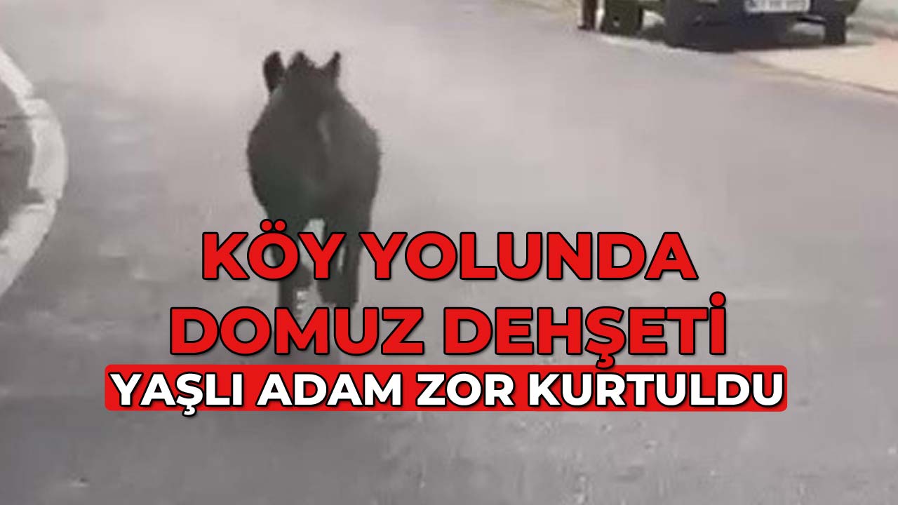 Köy Yolunda Domuz Dehşeti22