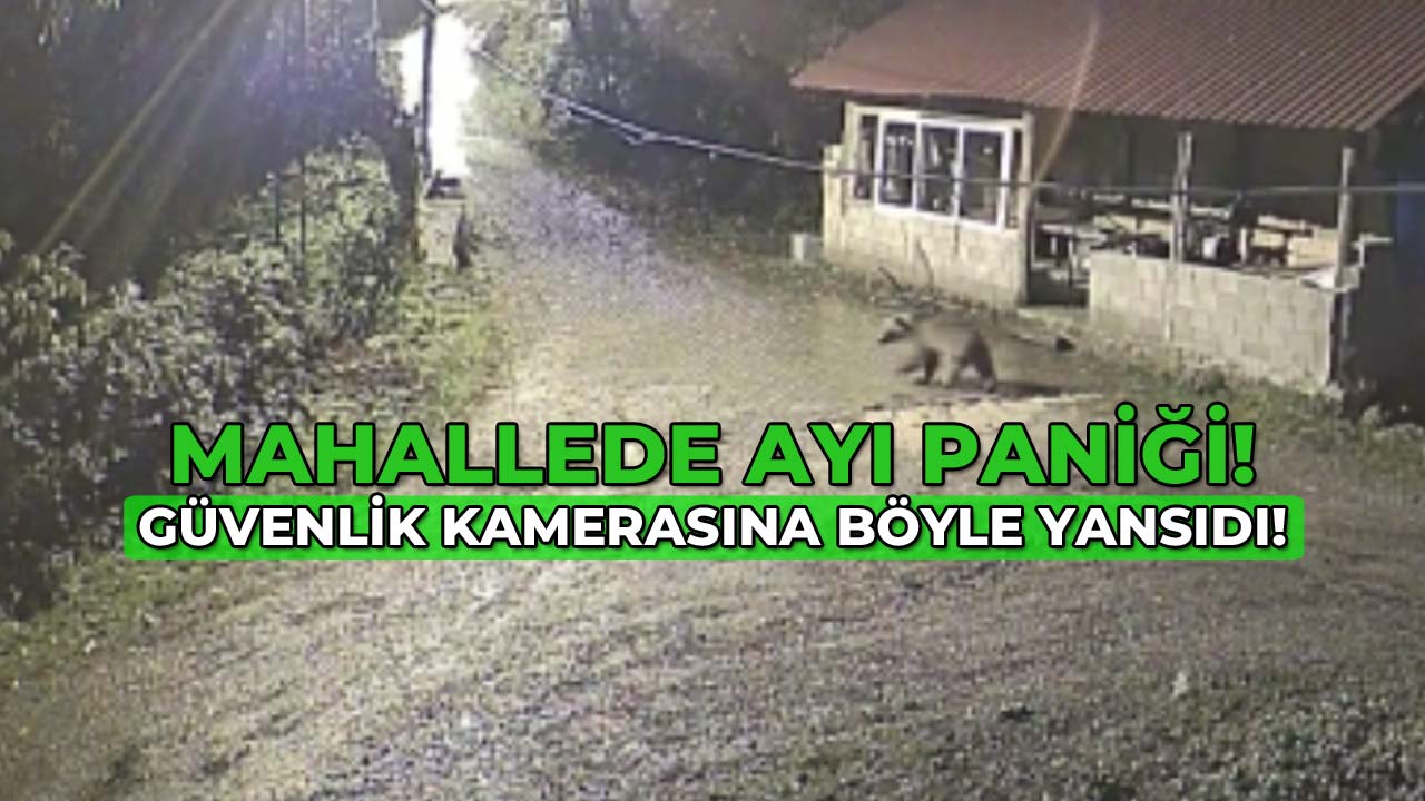 Mahallede Ayı Paniği Güvenlik Kamerasına Yansıdı