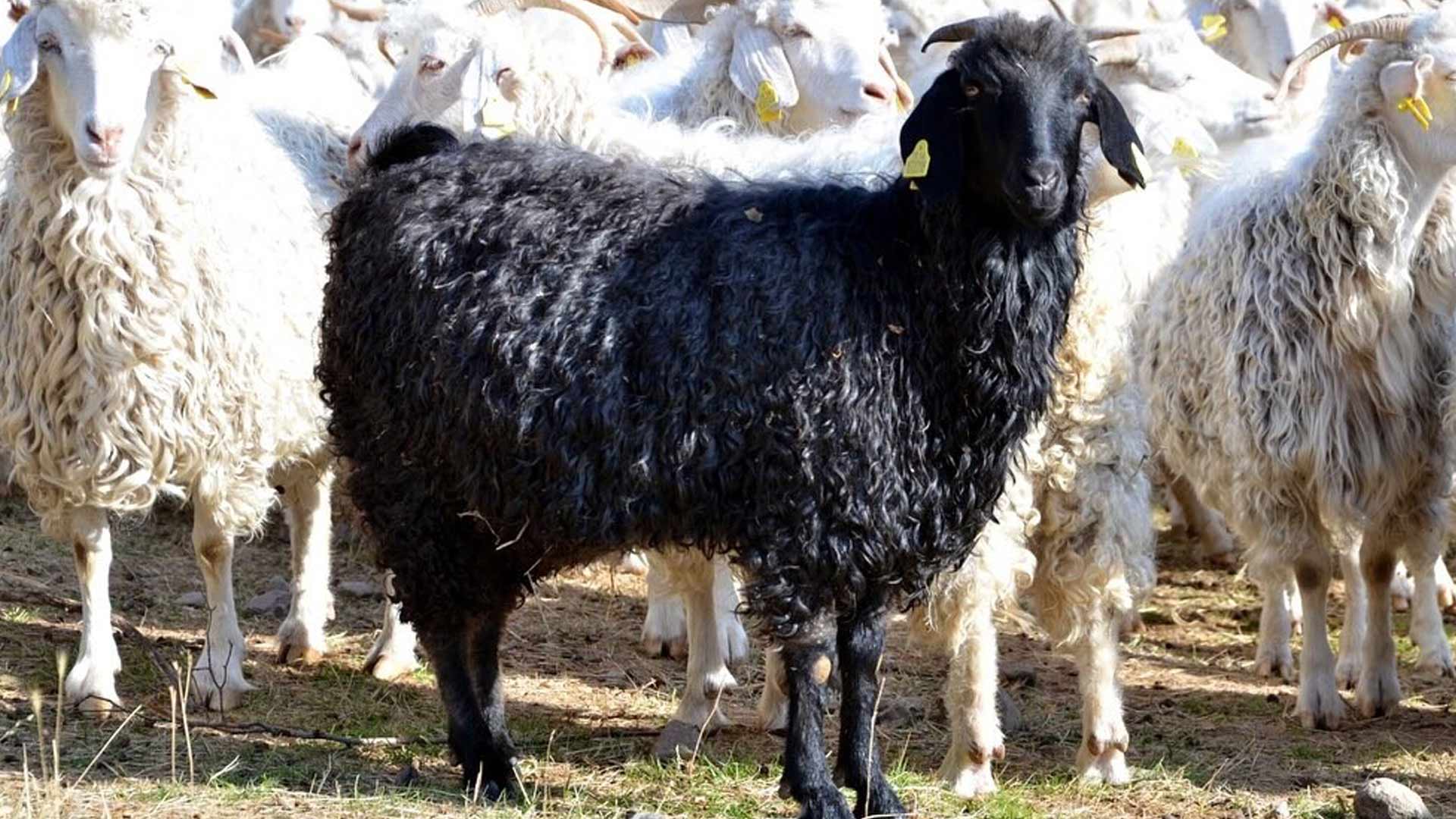Tiftik Keçisi