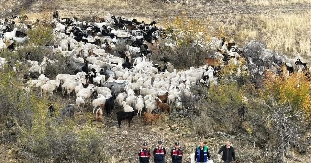 ankara beypazarinda kaybolan 544 kucukbas hayvan dronla bulundu xbCNlnXf.jpg