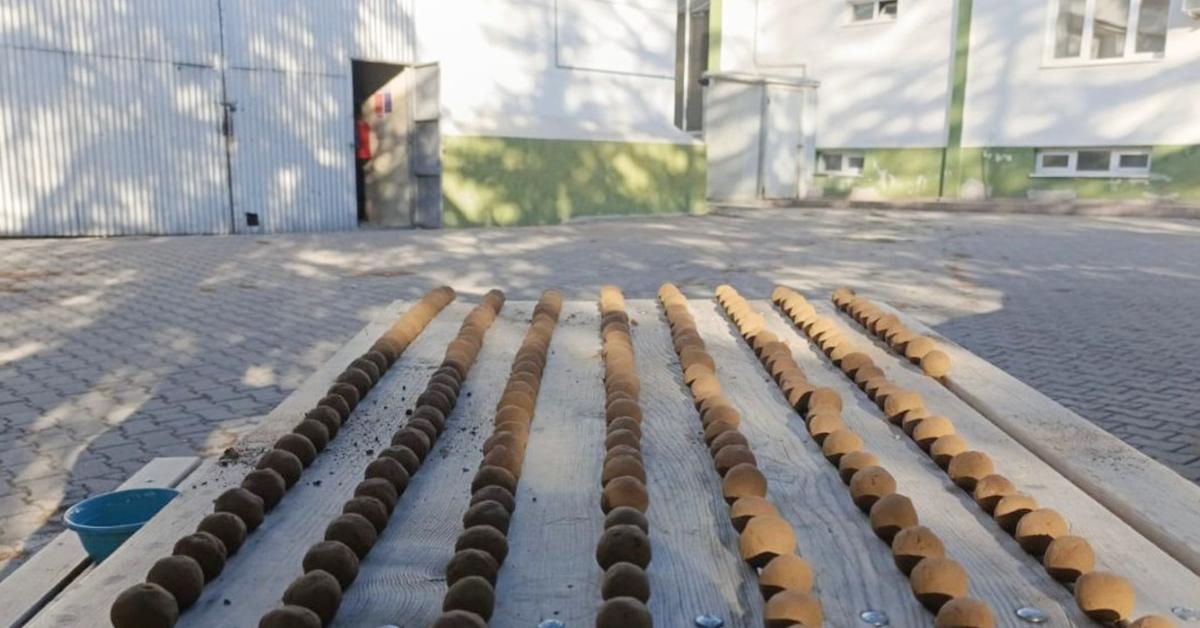 beypazarinda orman yanginlarina karsi yenilikci tohum topu uygulamasi vyd92SjM.jpg