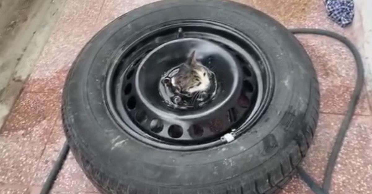 cankirida stepneye sikisan kedi kurtarildi PWEGOMXU.jpg