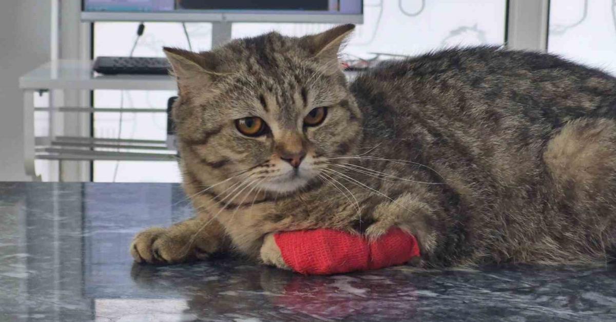 duzcede kedi ve kopek mamasi ihracati yukseliste 2yTJanRp.jpg