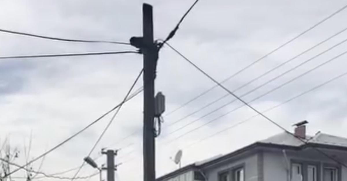 duzcede kopeklerden kacan zavalli kedi direkte mahsur kaldi LQlwb5Nd.jpg