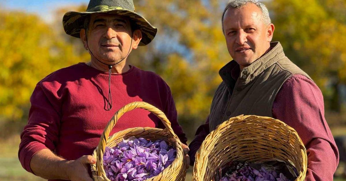 karabuk safranboluda hasat basladi 600 bin tlden satiliyor OeqvHirj.jpg