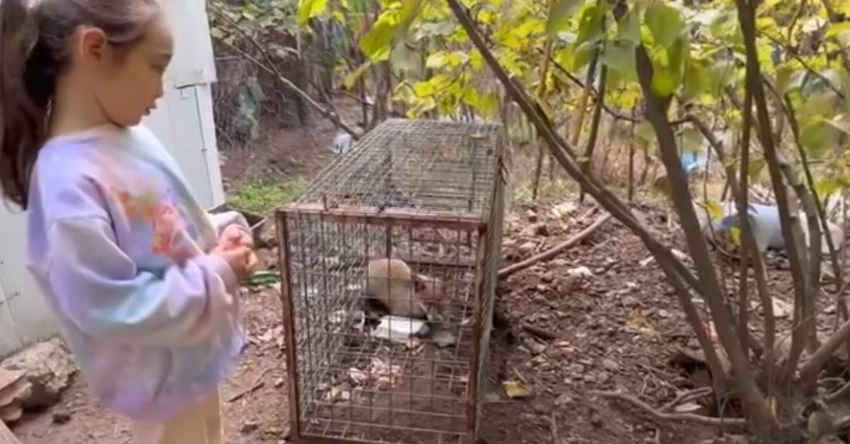 karabuk safranboluda kucuk kizin tilkiye olan sefkati yurekleri isitti nMP3adHD.jpg
