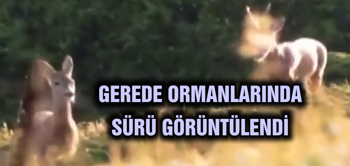 karaca