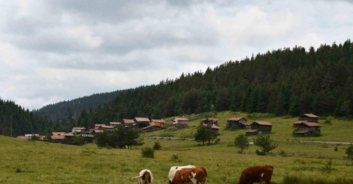 kastamonu aracta yaylalar gecim kaynagi oluyor StLtjZG6.jpg