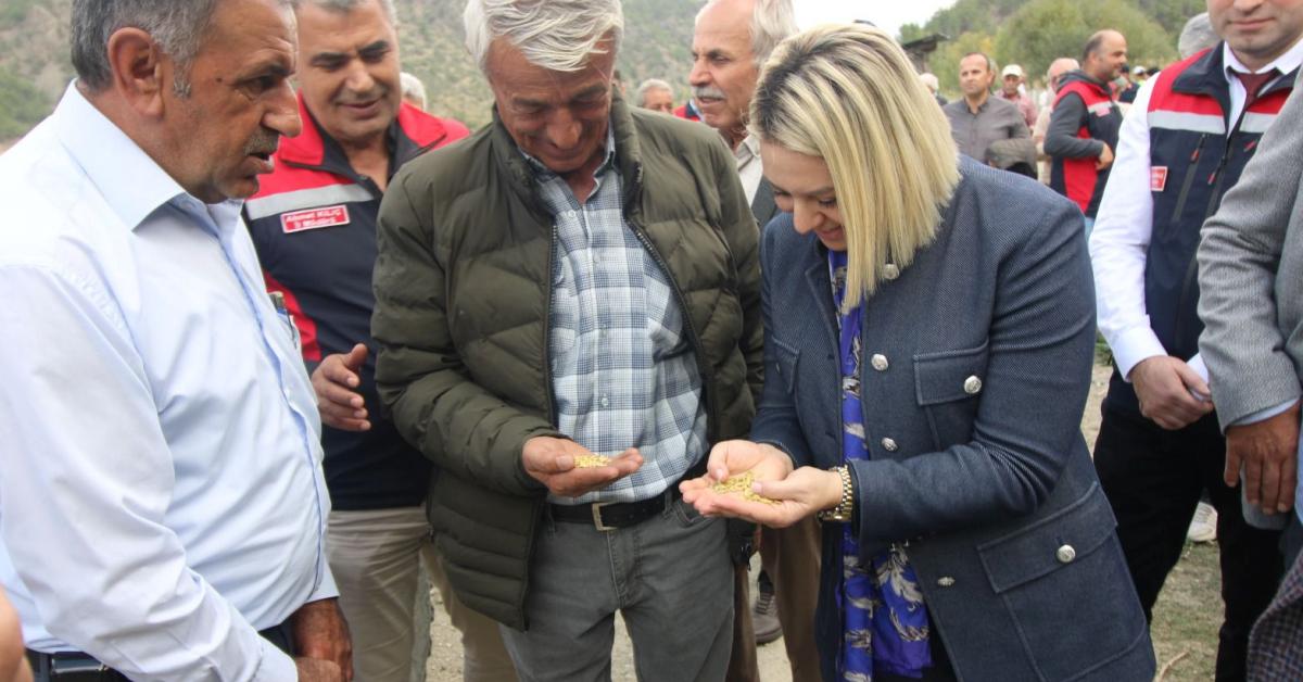 kastamonu tosyada celtikler icin hasat vakti geldi KHnMSMuv.jpg