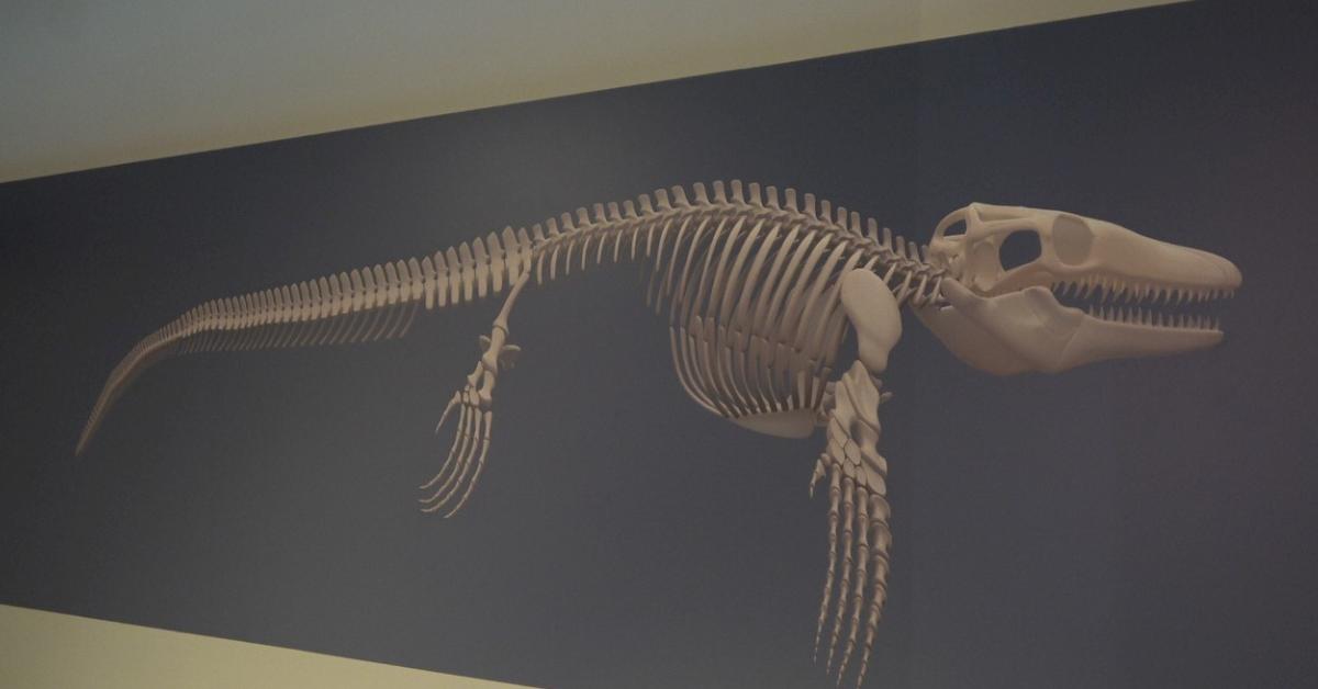 kastamonuda kesfedilen dev deniz canavari mosasaurus hoffmanninin hikayesi q3Q5pc9v.jpg