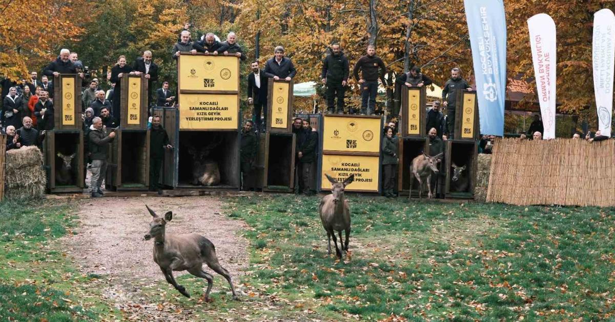 kocaelinde kizil geyikler dogaya salindi T4TOwMF3.jpg