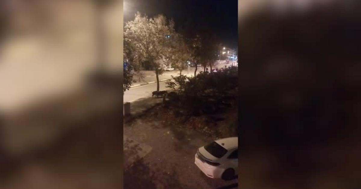 sakaryada yaban domuzlari sehir merkezine indi Rbq2M6uC.jpg