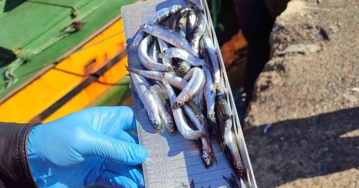 zonguldak ereglide denetim 1073 ton hamsi karaya indirildi PXirZW6R.jpg
