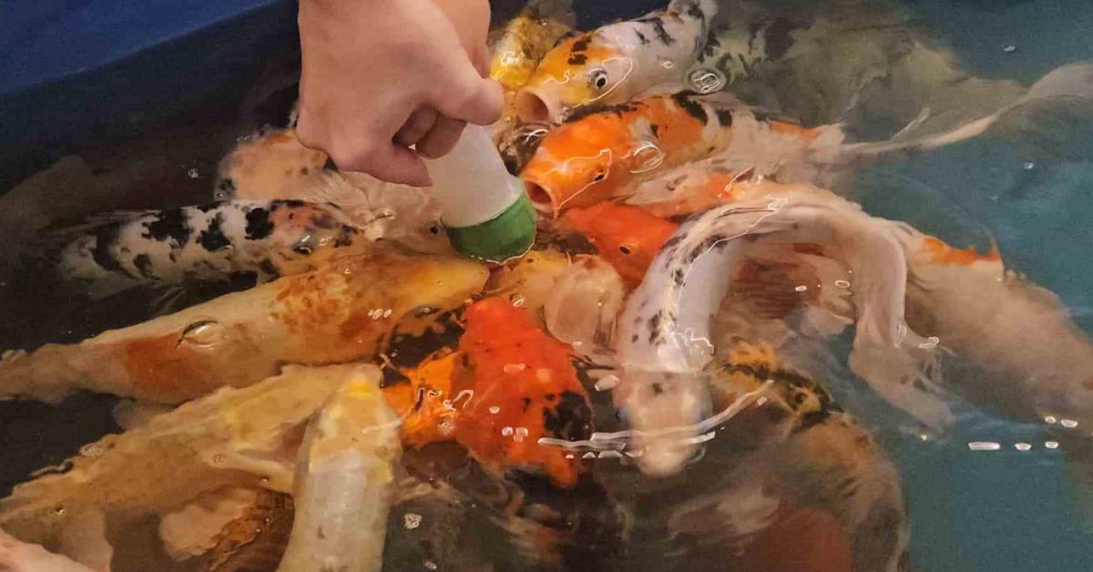 zonguldakta miniklerle eglenceli biberonla balik besleme keyfi zAgyLxBC.jpg