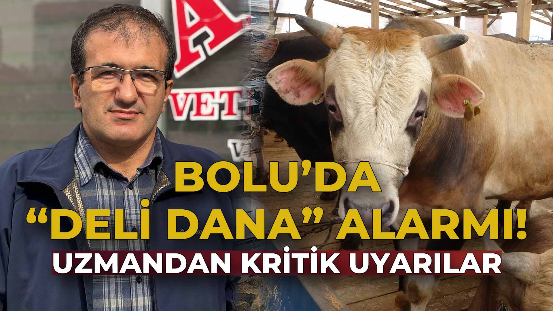Bolu'da Deli Dana Alarmı