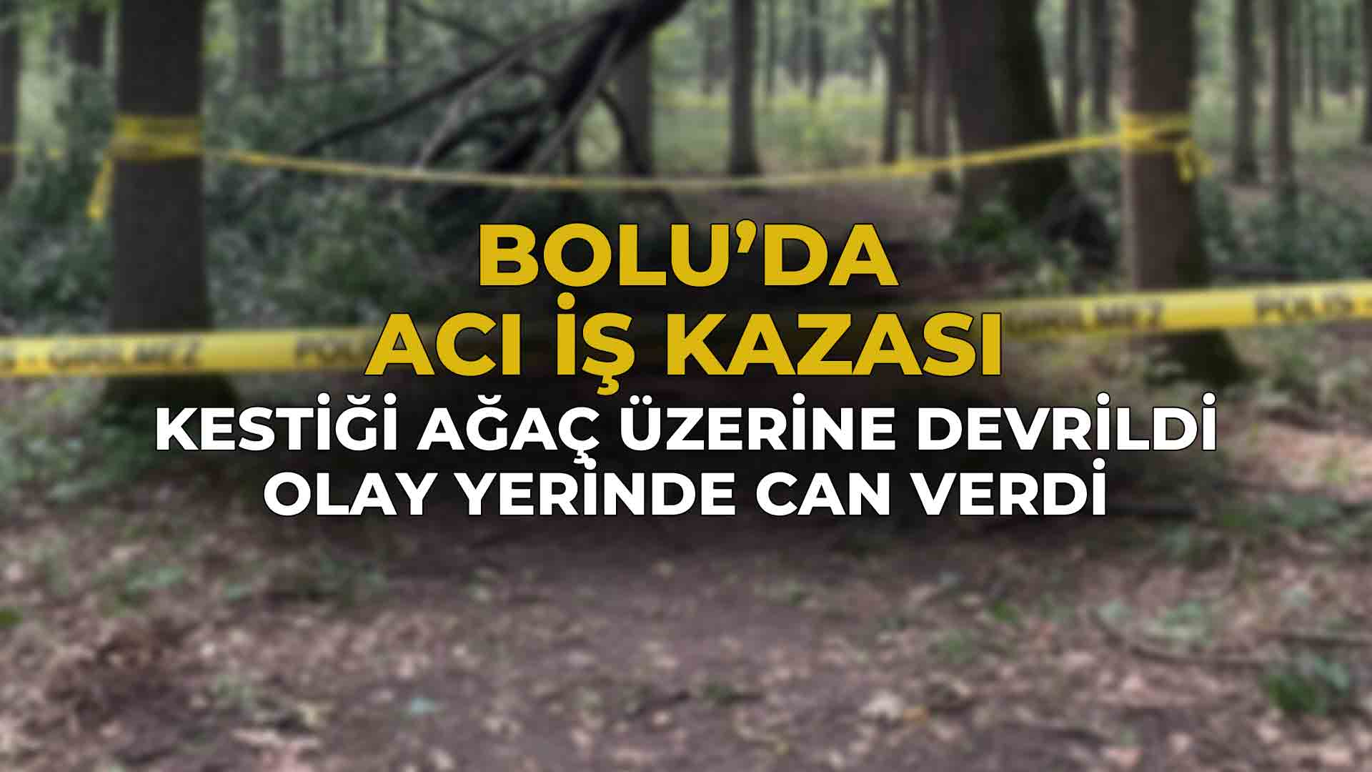 Bolu'da Kestiği Ağaç Üzerine Devrildi