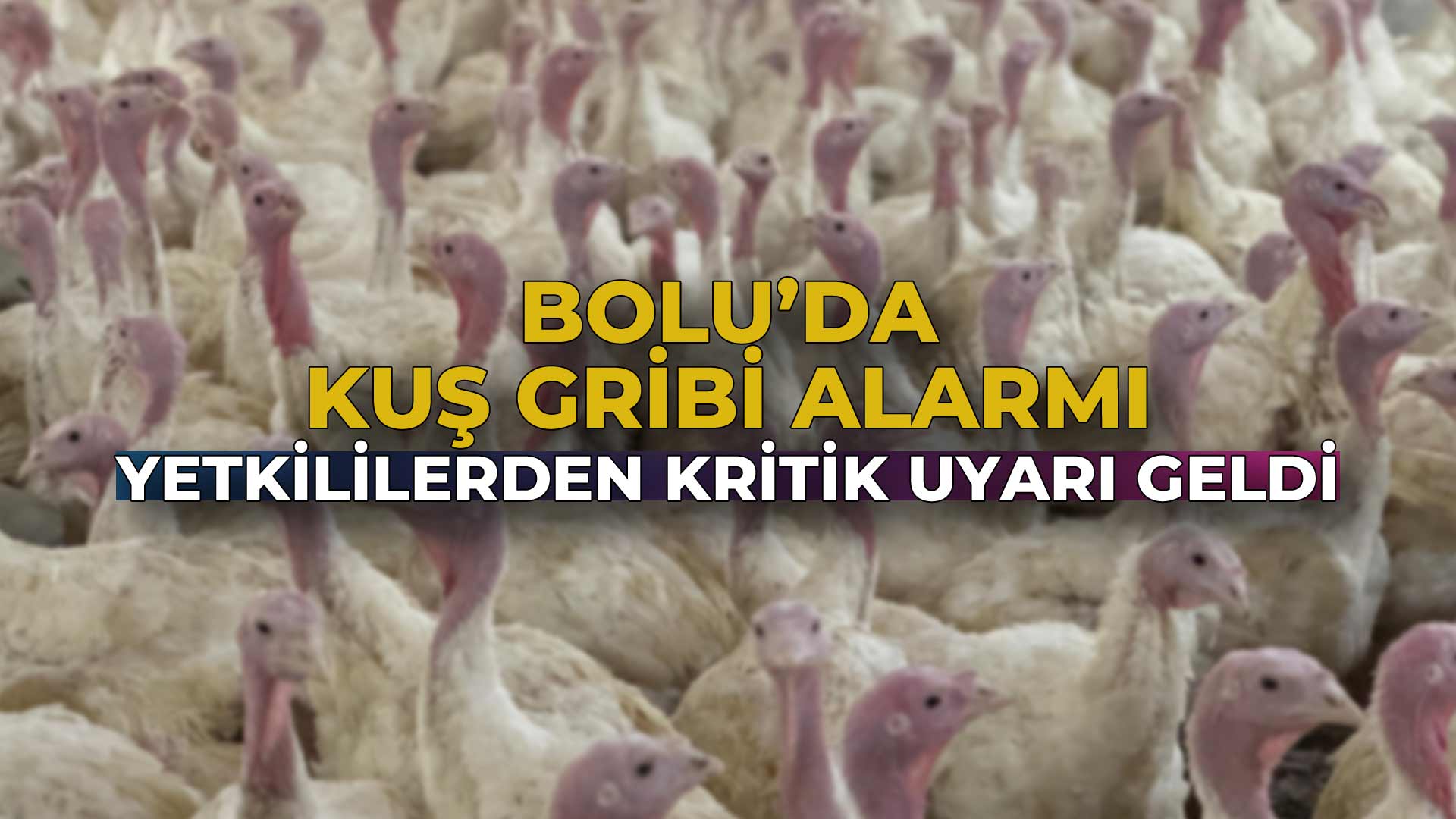 Bolu’da Kuş Gribi Alarmı Yetkililerden Kritik Uyarı