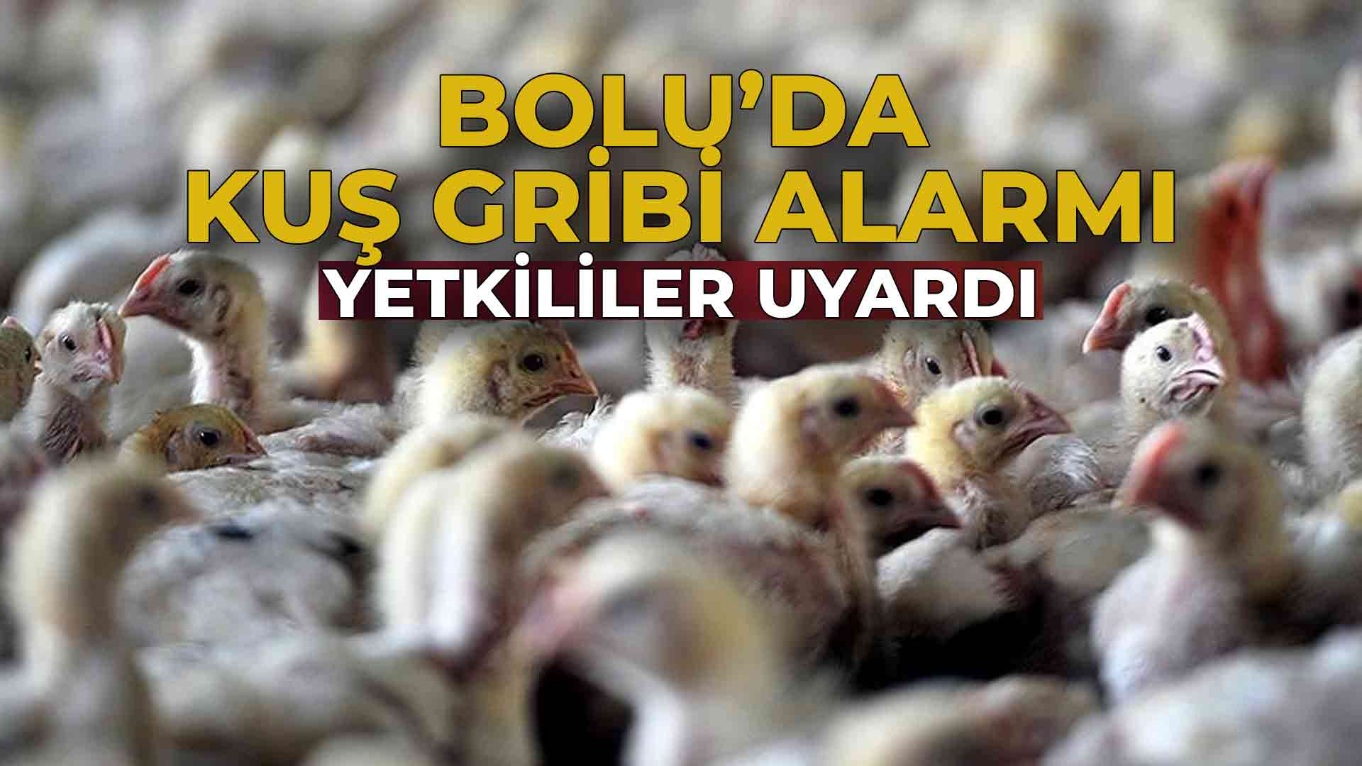 Bolu’da Kuş Gribi Alarmı: Yetkililer Uyardı
