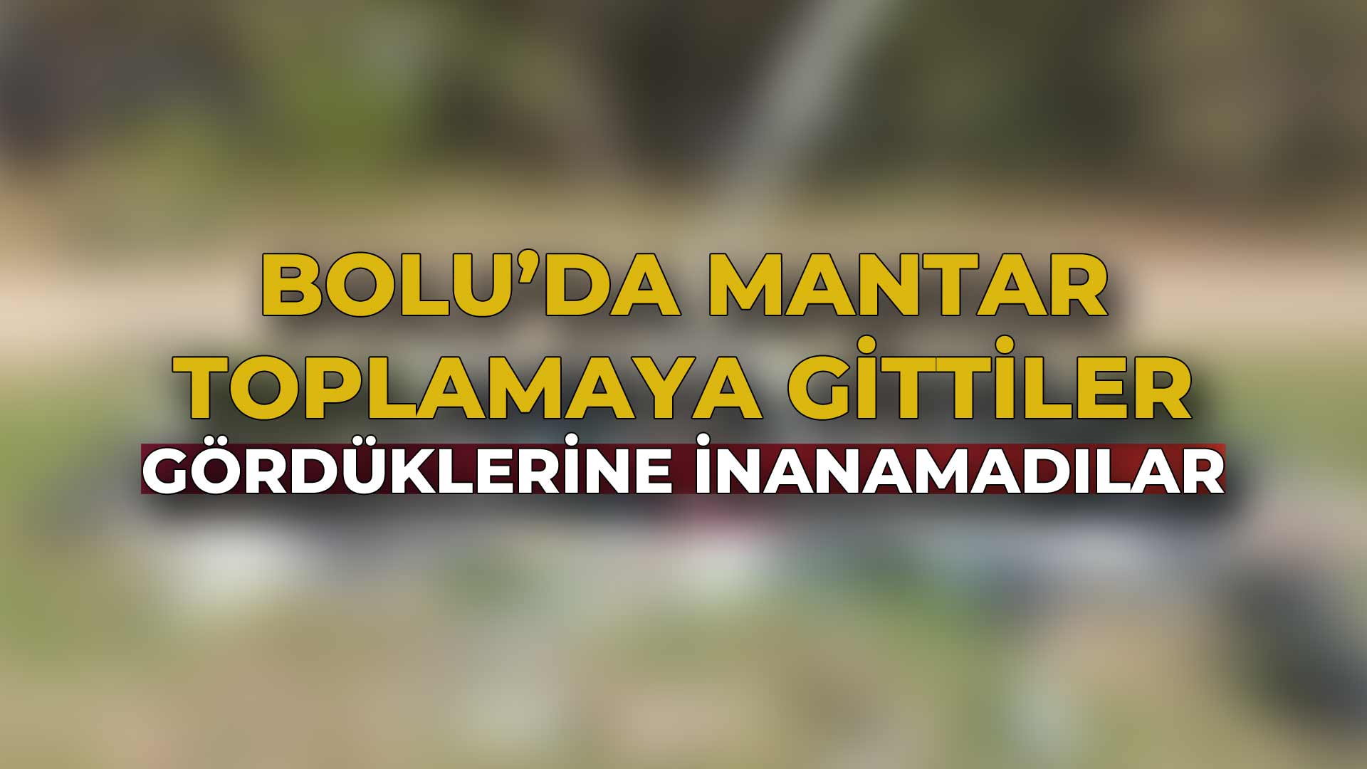 Bolu’da Mantar Toplamaya Gittiler