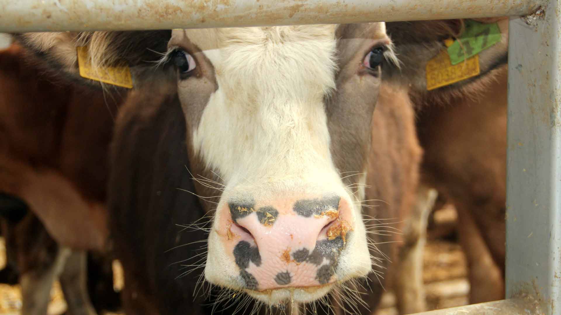 Bolu’da Şok Gelişme Karantina Altına Alındı!2