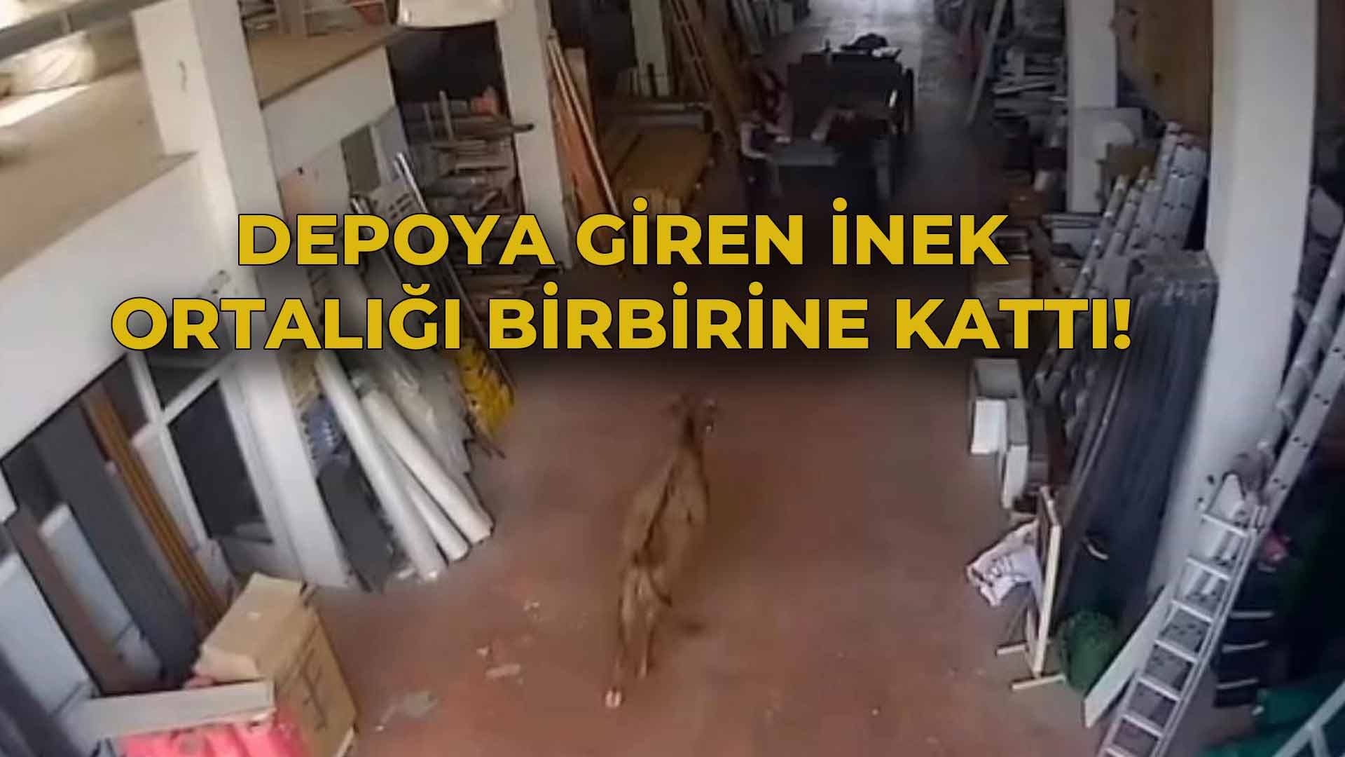 Depoya Giren İnek Ortalığı Birbirine Kattı