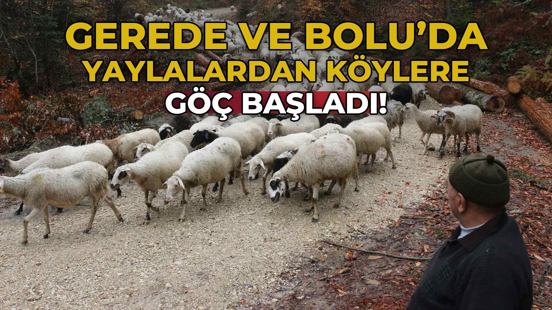 Gerede ve Bolu'da Yaylalardan Köylere Göç Başladı