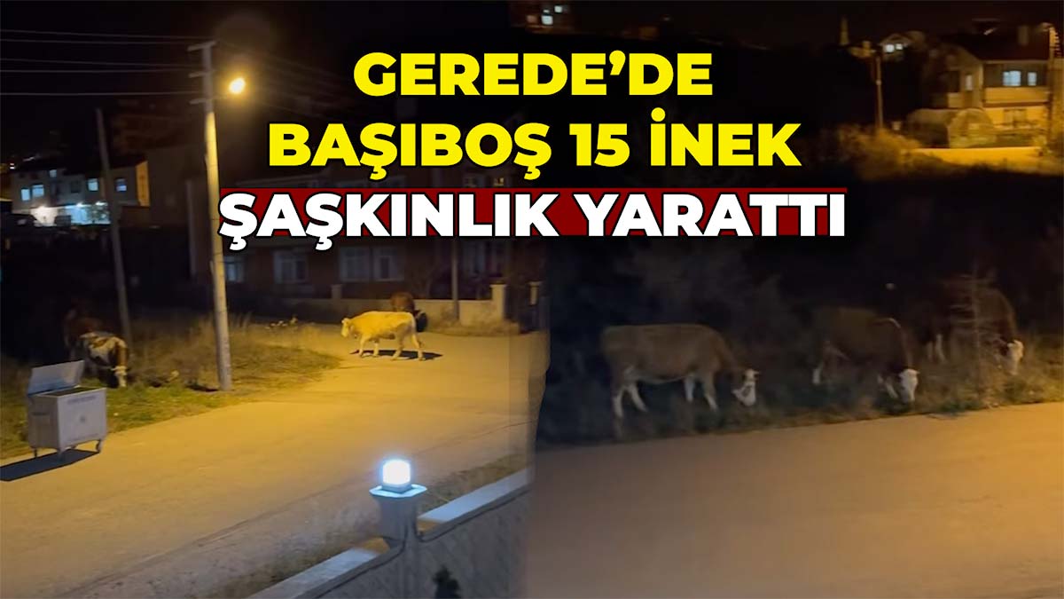 Gerede’de Başıboş 15 İnek Şaşkınlık Yarattı