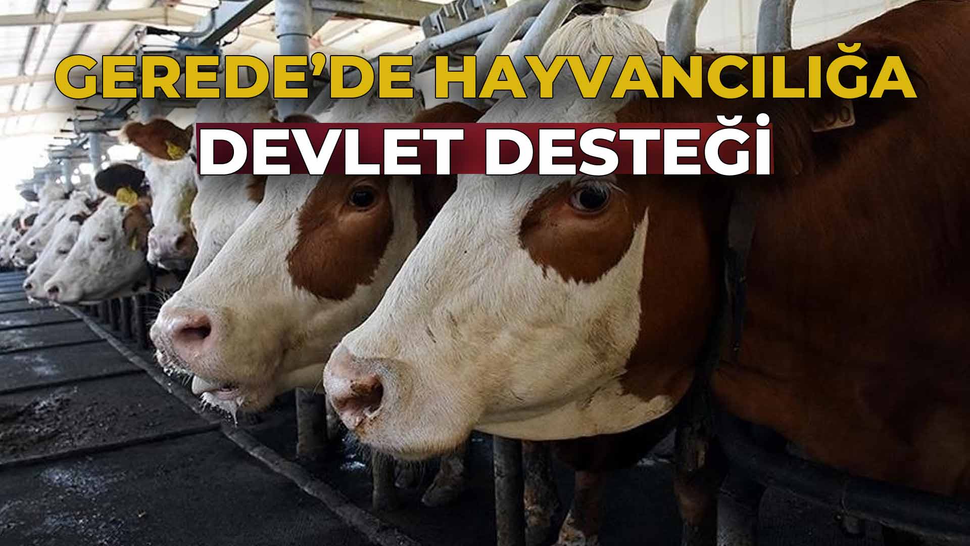 Gerede’de Hayvancılığa Devlet Desteği