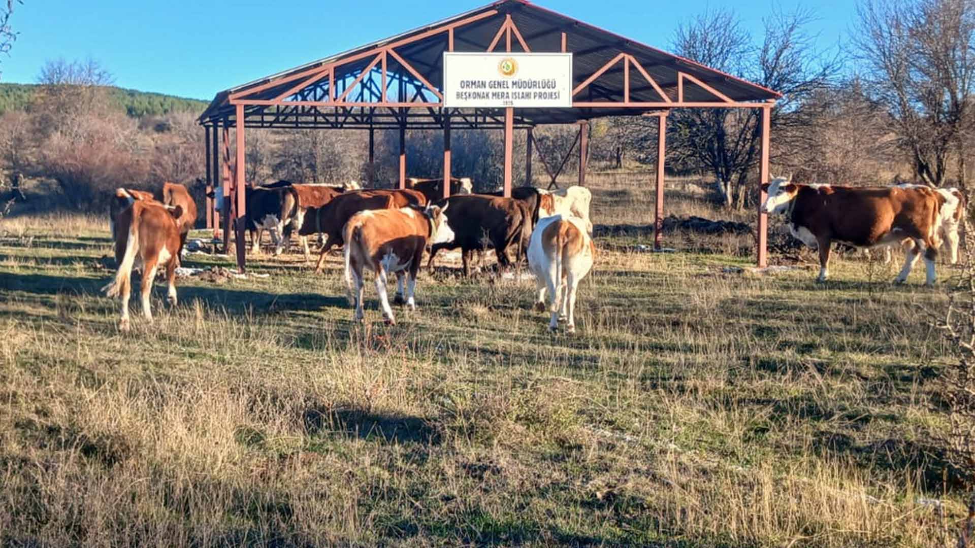 Gerede’de Hayvancılığa Devlet Desteği23