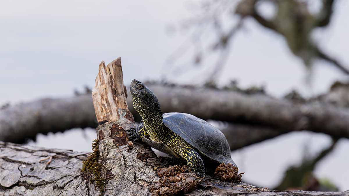 Gölcük Kaplumbağa
