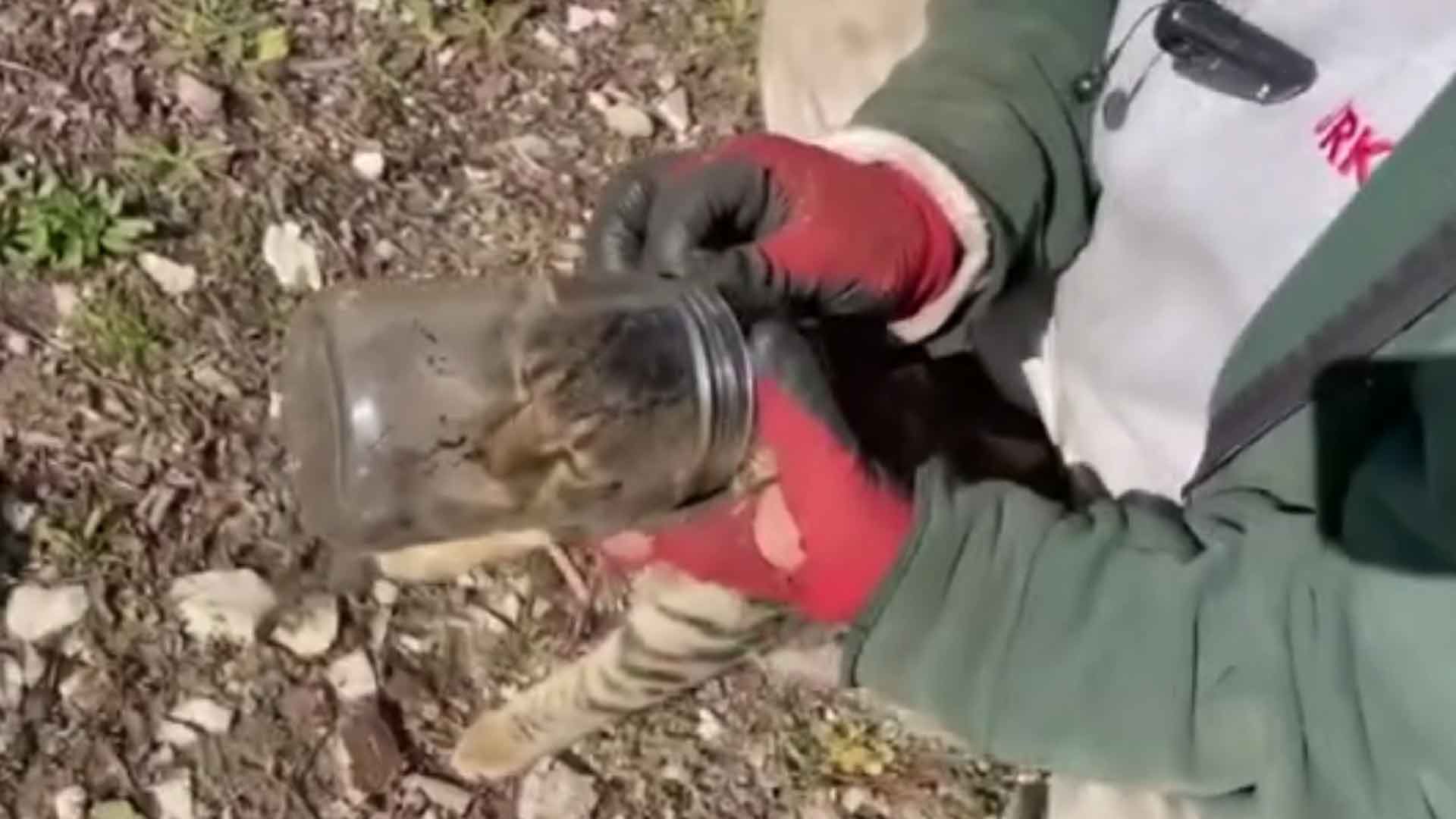 Kedi Kurtarma Operasyonu