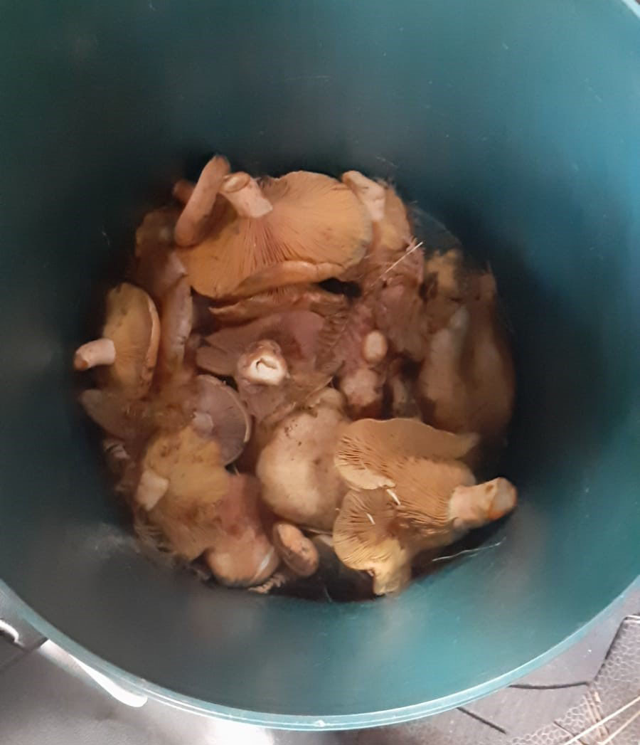 Mantar Zehirlenmesi 2