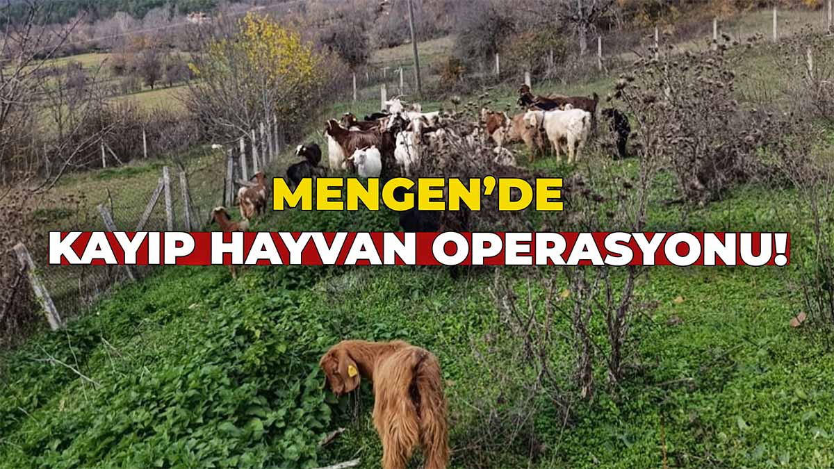 Mengen Kayıp Hayvan Operasyonu