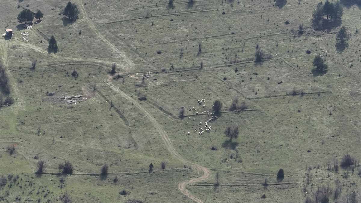 Mengen Ormanlarında Kayıp Hayvan Operasyonu2