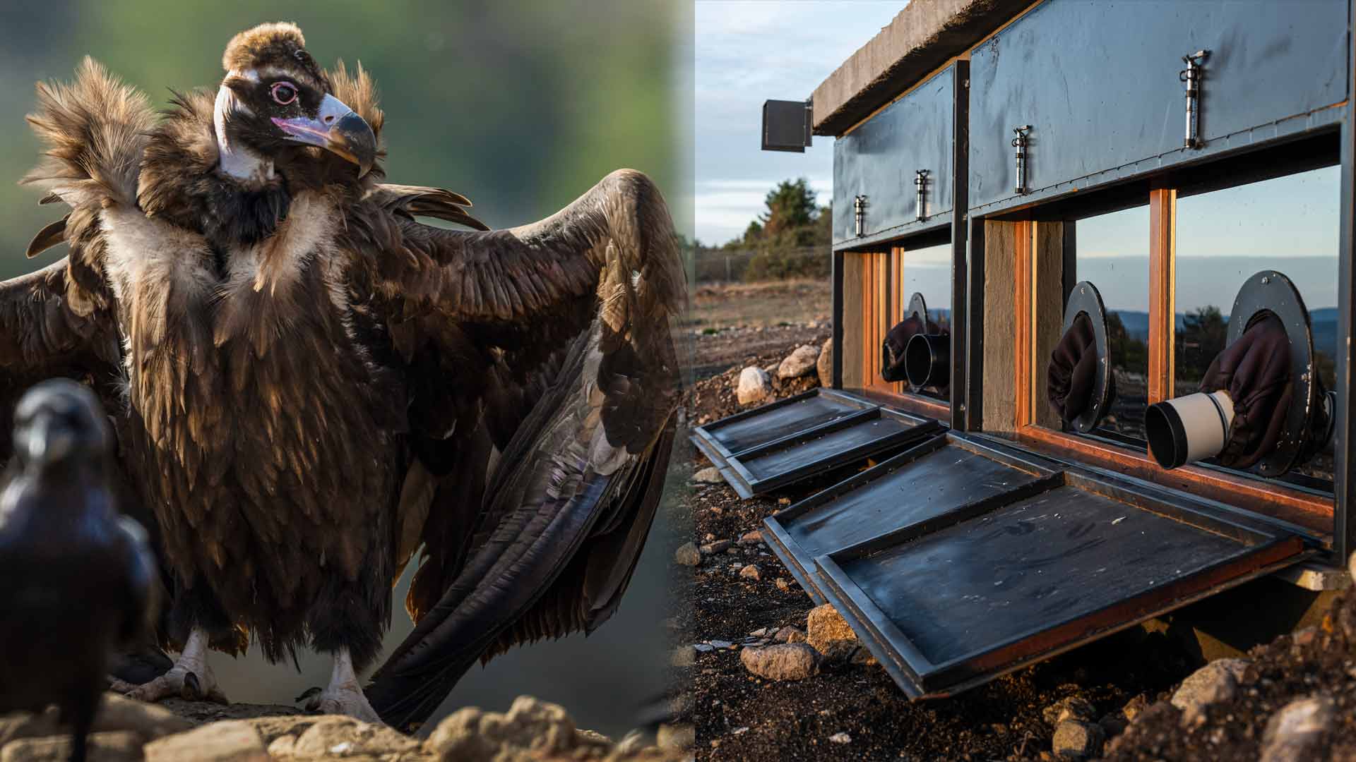 Türkiye’de Bir İlk, Gerede’de Akbaba Tesis Kuruldu5