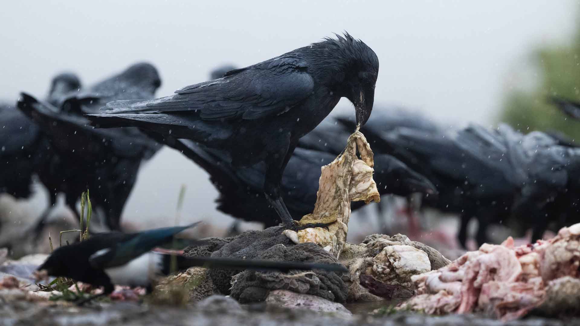 Türkiye’de Bir İlk, Gerede’de Kuruldu Akbaba İstasyonu